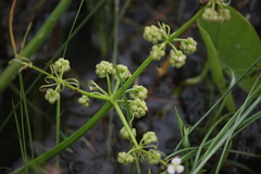 Limnophyton obtusifolium